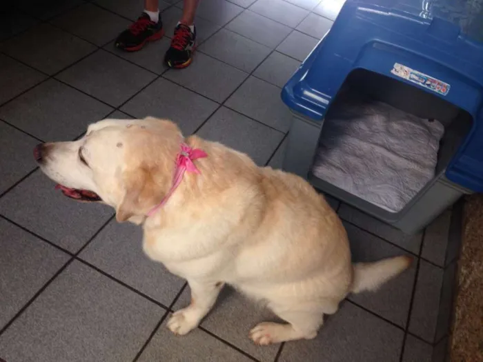 Cachorro ra a Labrador idade 6 ou mais anos nome Luna