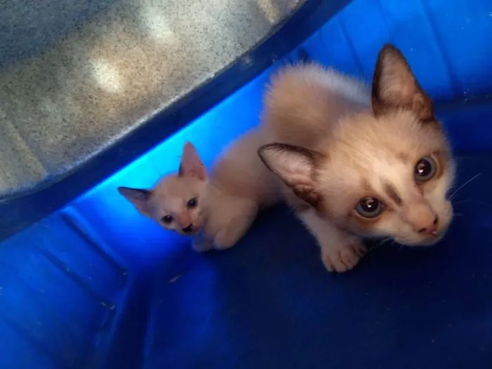 Gato raça Cianez idade Abaixo de 2 meses nome Não tem nomes