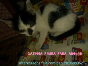 Gato raça Sem raça idade Abaixo de 2 meses nome Não tem nome