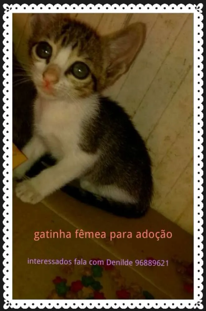 Gato raça Sem raça idade Abaixo de 2 meses nome Não tem nome