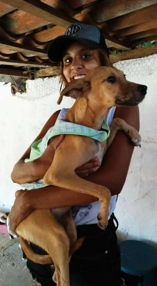 Cachorro raça Vira lata idade 2 a 6 meses nome Charlotte