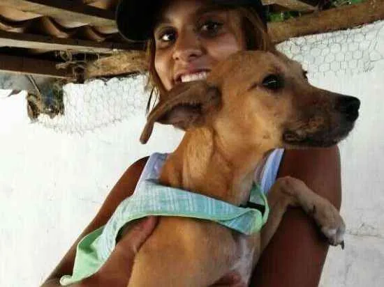 Cachorro raça Vira lata idade 2 a 6 meses nome Charlotte