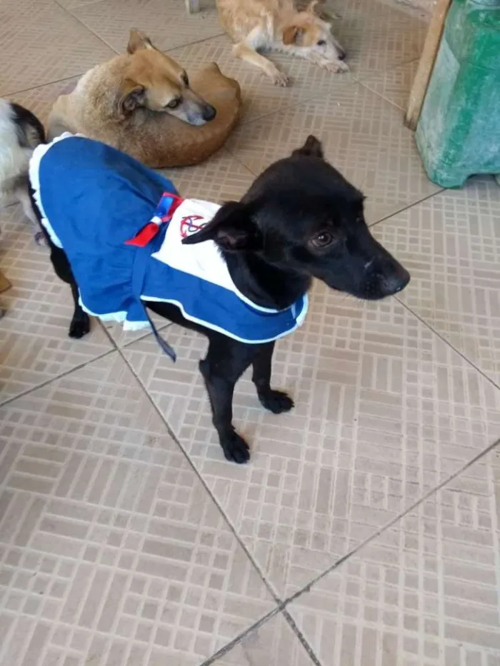 Cachorro raça Vira lata idade 2 a 6 meses nome Esméria
