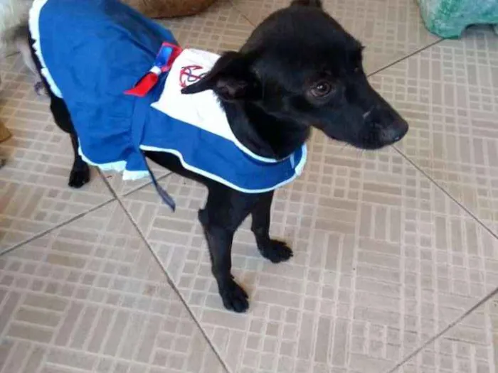 Cachorro raça Vira lata idade 2 a 6 meses nome Esméria