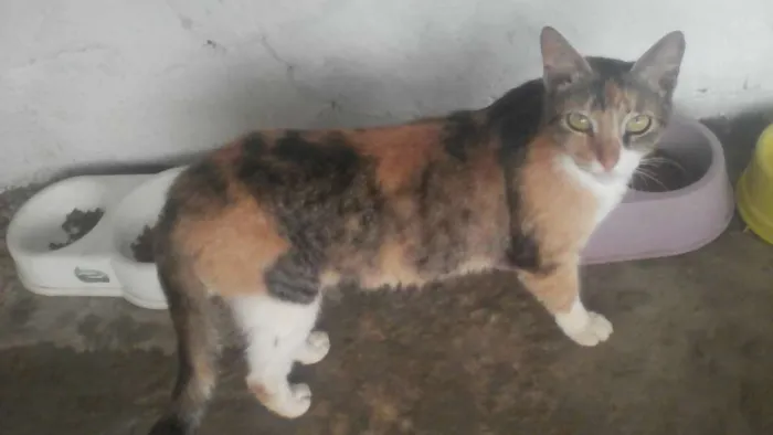 Gato raça Sem raça idade 2 a 6 meses nome Mel
