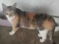 Mel