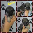 Akira