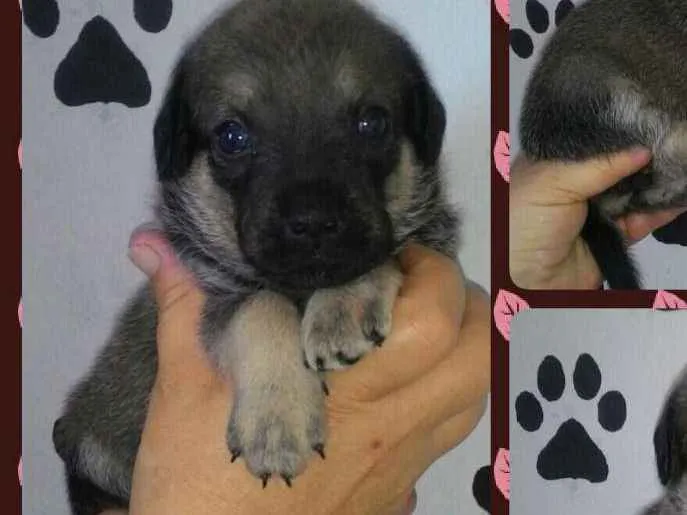 Cachorro ra a Srd idade Abaixo de 2 meses nome Akira