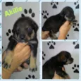 AKILIS