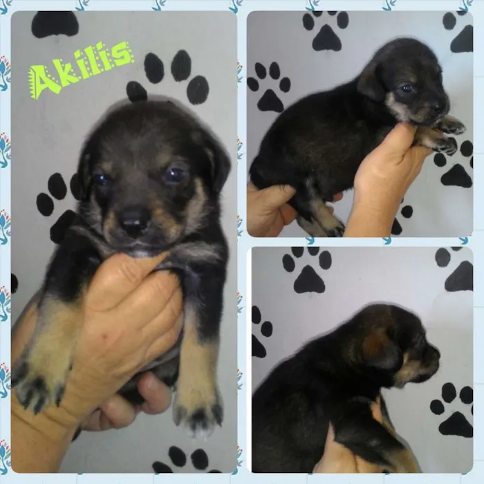Cachorro ra a Srd idade Abaixo de 2 meses nome AKILIS