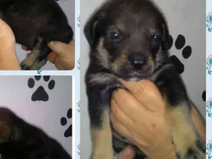 Cachorro raça Srd idade Abaixo de 2 meses nome AKILIS