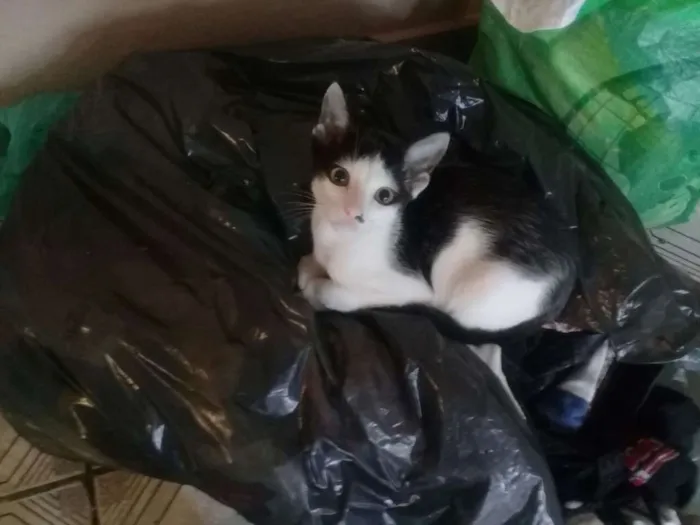 Gato ra a  idade 2 a 6 meses nome FILHOTES