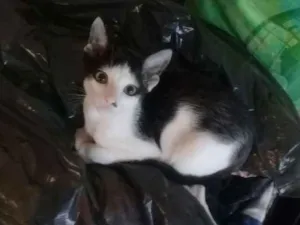 Gato raça  idade 2 a 6 meses nome FILHOTES