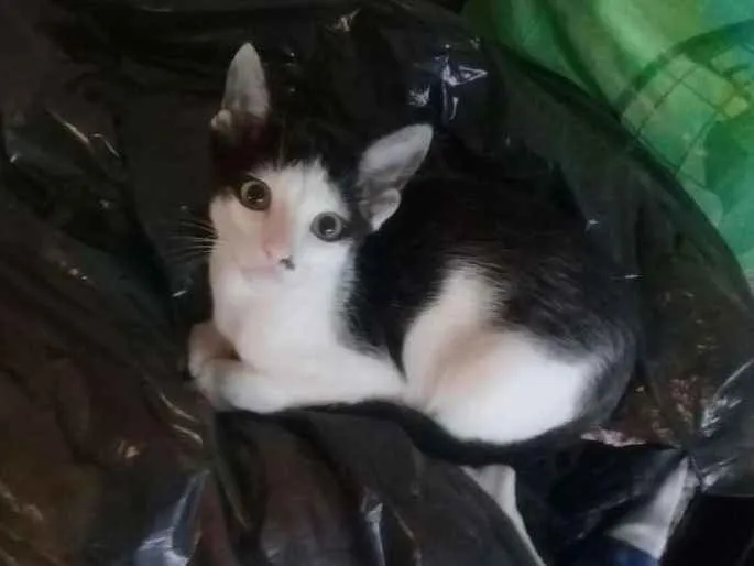 Gato ra a  idade 2 a 6 meses nome FILHOTES