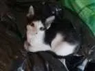 Gato raça  idade 2 a 6 meses nome FILHOTES