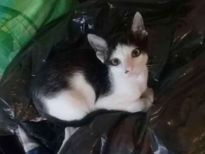 Gato ra a  idade 2 a 6 meses nome FILHOTES