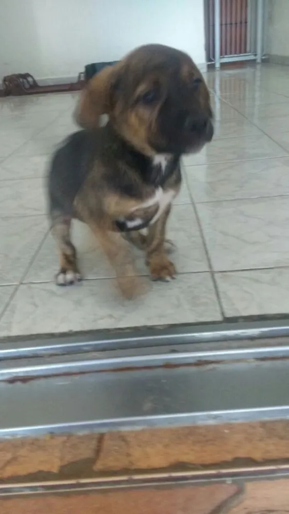 Cachorro ra a SRD  idade 2 a 6 meses nome Filhotes 