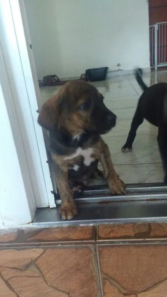 Cachorro ra a SRD  idade 2 a 6 meses nome Filhotes 