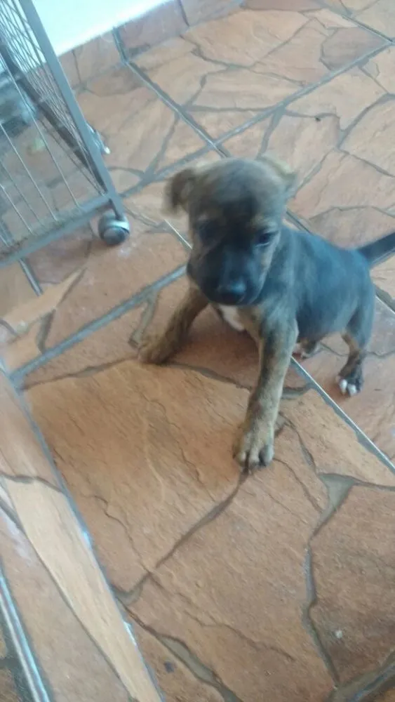 Cachorro ra a SRD  idade 2 a 6 meses nome Filhotes 