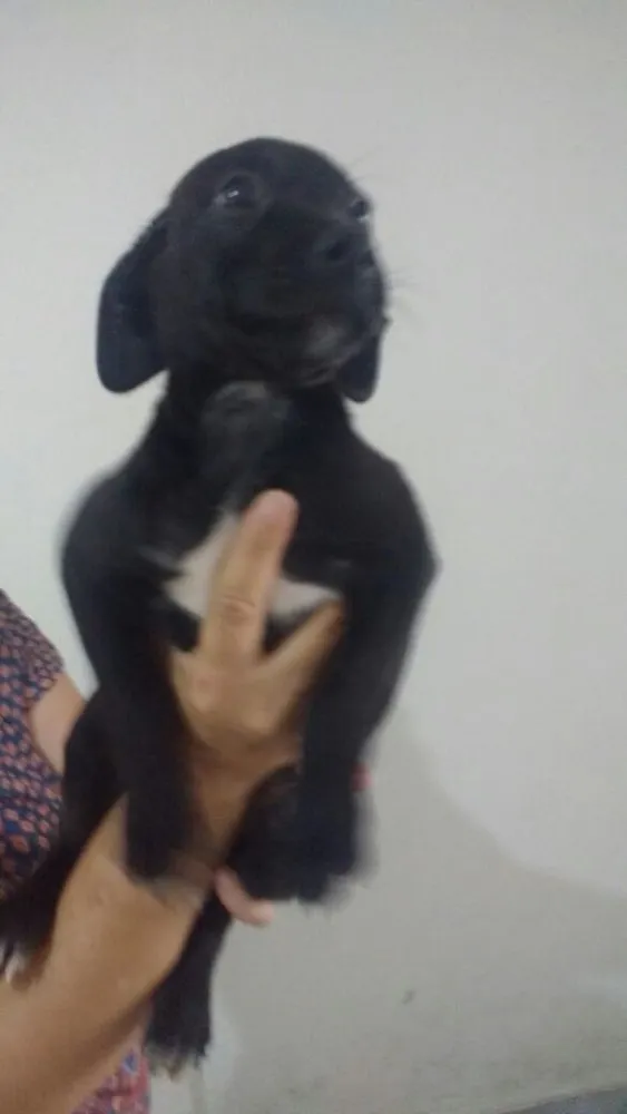 Cachorro ra a SRD  idade 2 a 6 meses nome Filhotes 