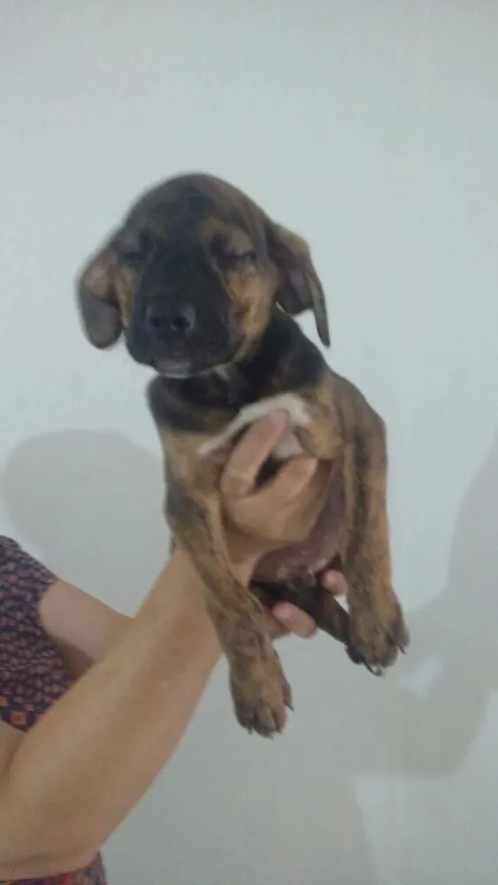 Cachorro ra a SRD  idade 2 a 6 meses nome Filhotes 