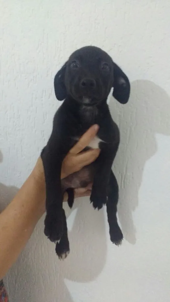 Cachorro ra a SRD  idade 2 a 6 meses nome Filhotes 