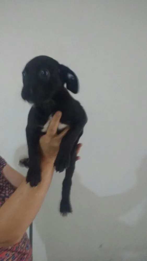 Cachorro ra a SRD  idade 2 a 6 meses nome Filhotes 