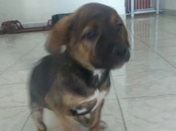 Cachorro ra a SRD  idade 2 a 6 meses nome Filhotes 