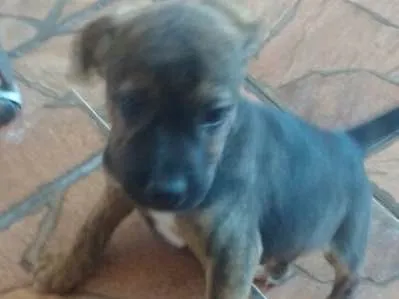 Cachorro ra a SRD  idade 2 a 6 meses nome Filhotes 
