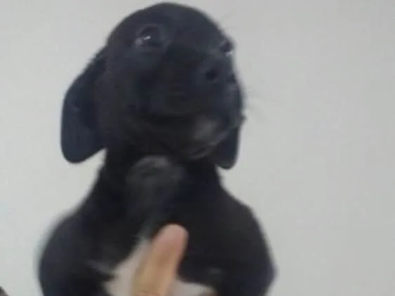 Cachorro ra a SRD  idade 2 a 6 meses nome Filhotes 