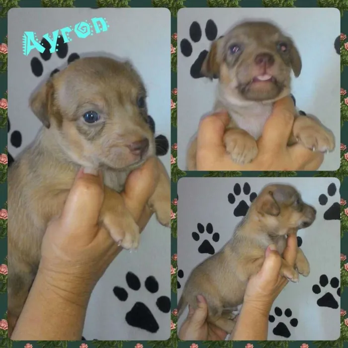 Cachorro ra a Srd idade Abaixo de 2 meses nome Ayron