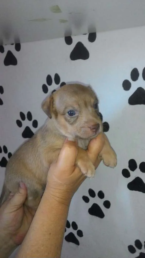 Cachorro ra a Srd idade Abaixo de 2 meses nome Ayron
