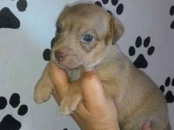 Cachorro ra a Srd idade Abaixo de 2 meses nome Ayron