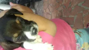 Cachorro raça vira-lata idade 7 a 11 meses nome loreta e pequeno