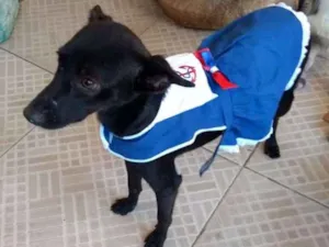Cachorro raça Vira lata idade 2 a 6 meses nome Esméria