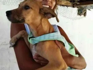 Cachorro raça Vira lata idade 2 a 6 meses nome Charlotte