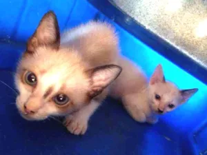 Gato raça Cianez idade Abaixo de 2 meses nome Não tem nomes