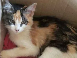 Gato raça Sem raça definida  idade 2 a 6 meses nome Sem nome