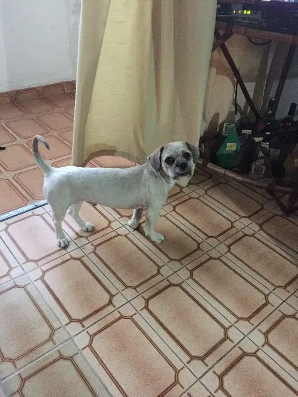Cachorro ra a Lhasa Apso idade 2 anos nome Teo
