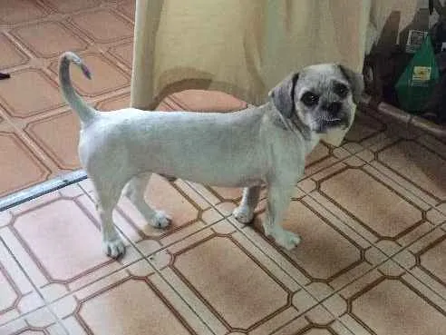 Cachorro ra a Lhasa Apso idade 2 anos nome Teo