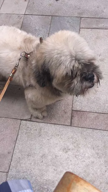 Cachorro ra a Lhasa Apso idade 2 anos nome Teo