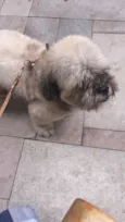 Teo