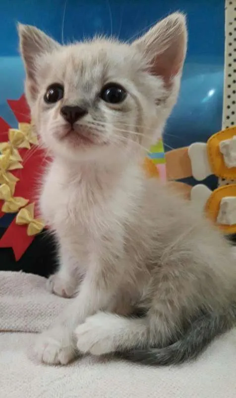 Gato ra a não definido idade Abaixo de 2 meses nome Willy