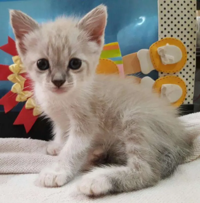 Gato ra a não definido idade Abaixo de 2 meses nome Willy