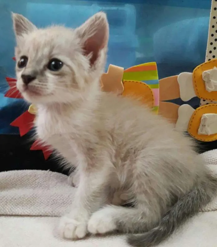 Gato ra a não definido idade Abaixo de 2 meses nome Willy