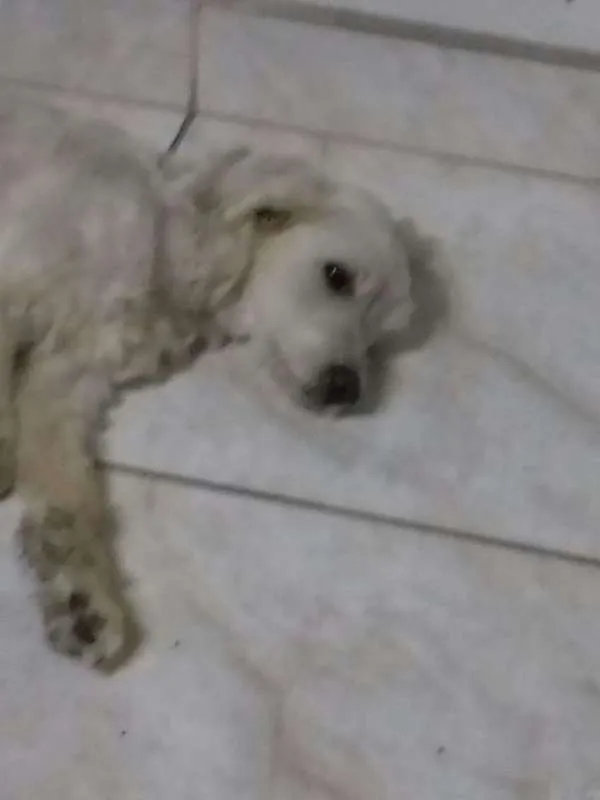 Cachorro ra a SRD idade 2 anos nome desconhecido