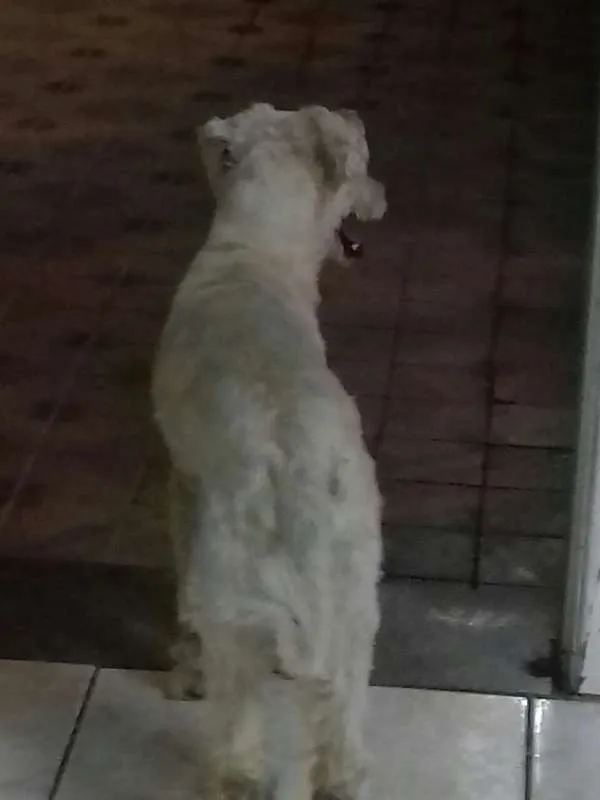 Cachorro ra a SRD idade 2 anos nome desconhecido