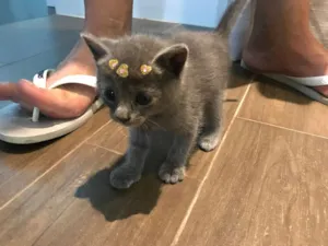 Gato raça N/D idade Abaixo de 2 meses nome Sofia