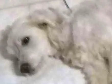 Cachorro ra a SRD idade 2 anos nome desconhecido