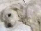 Cachorro raça SRD idade 2 anos nome desconhecido